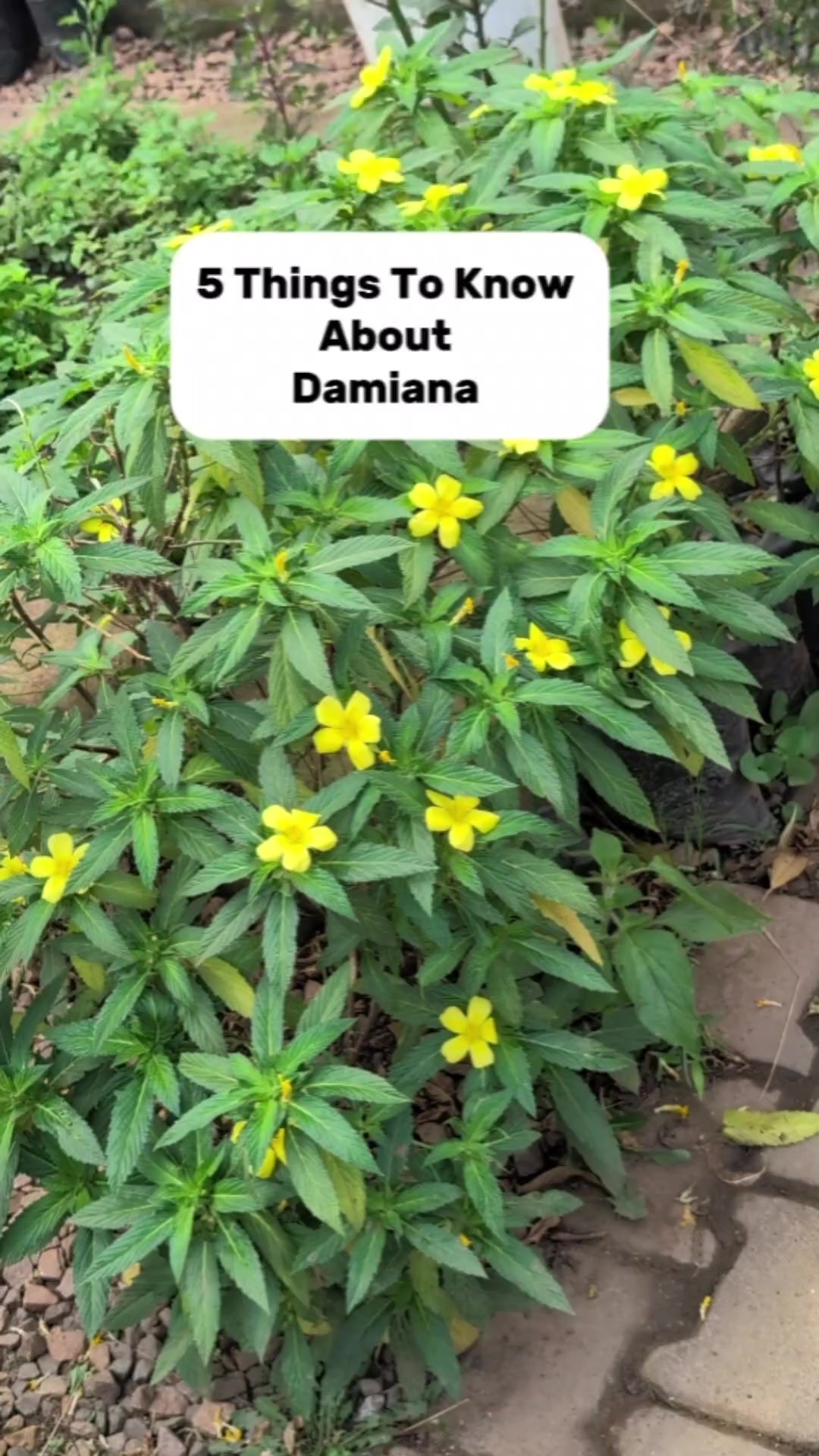 @nancyherbsandwellness