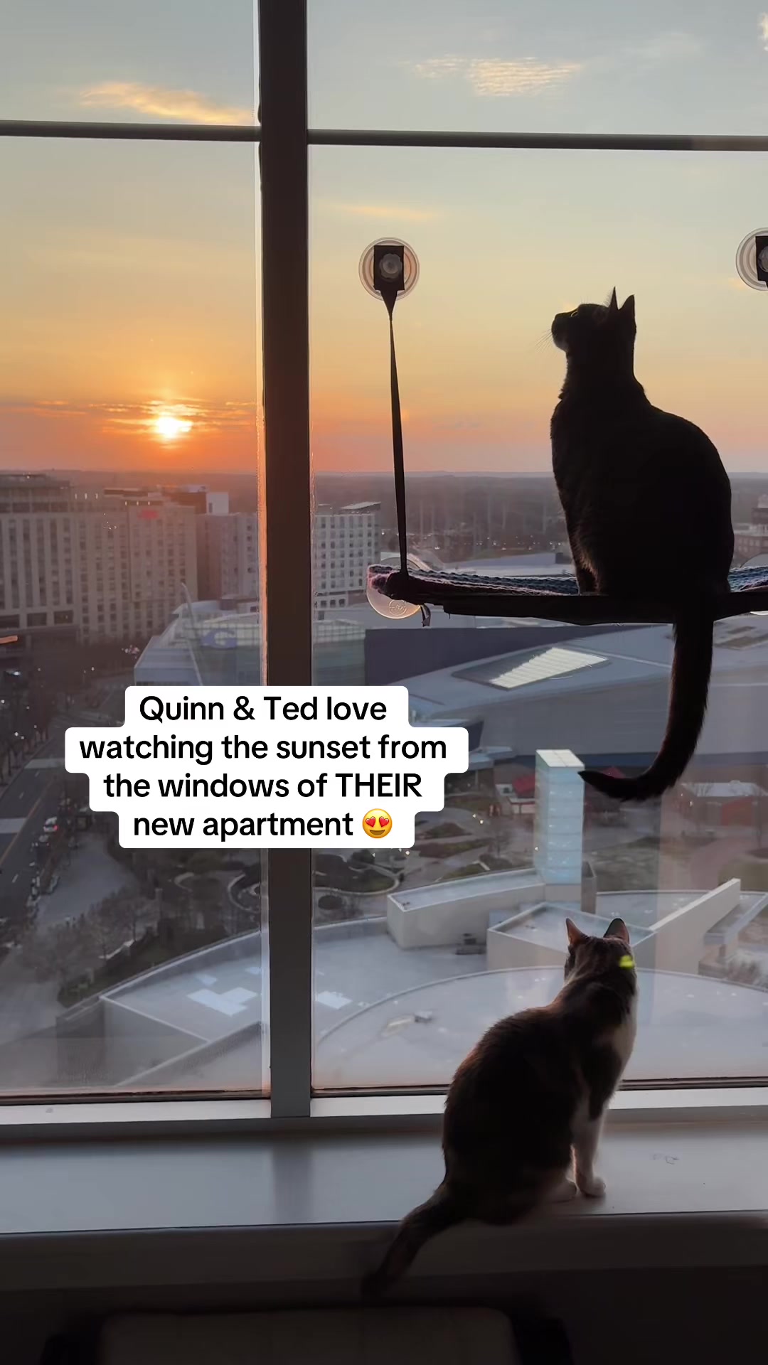 @Quinn The Calico