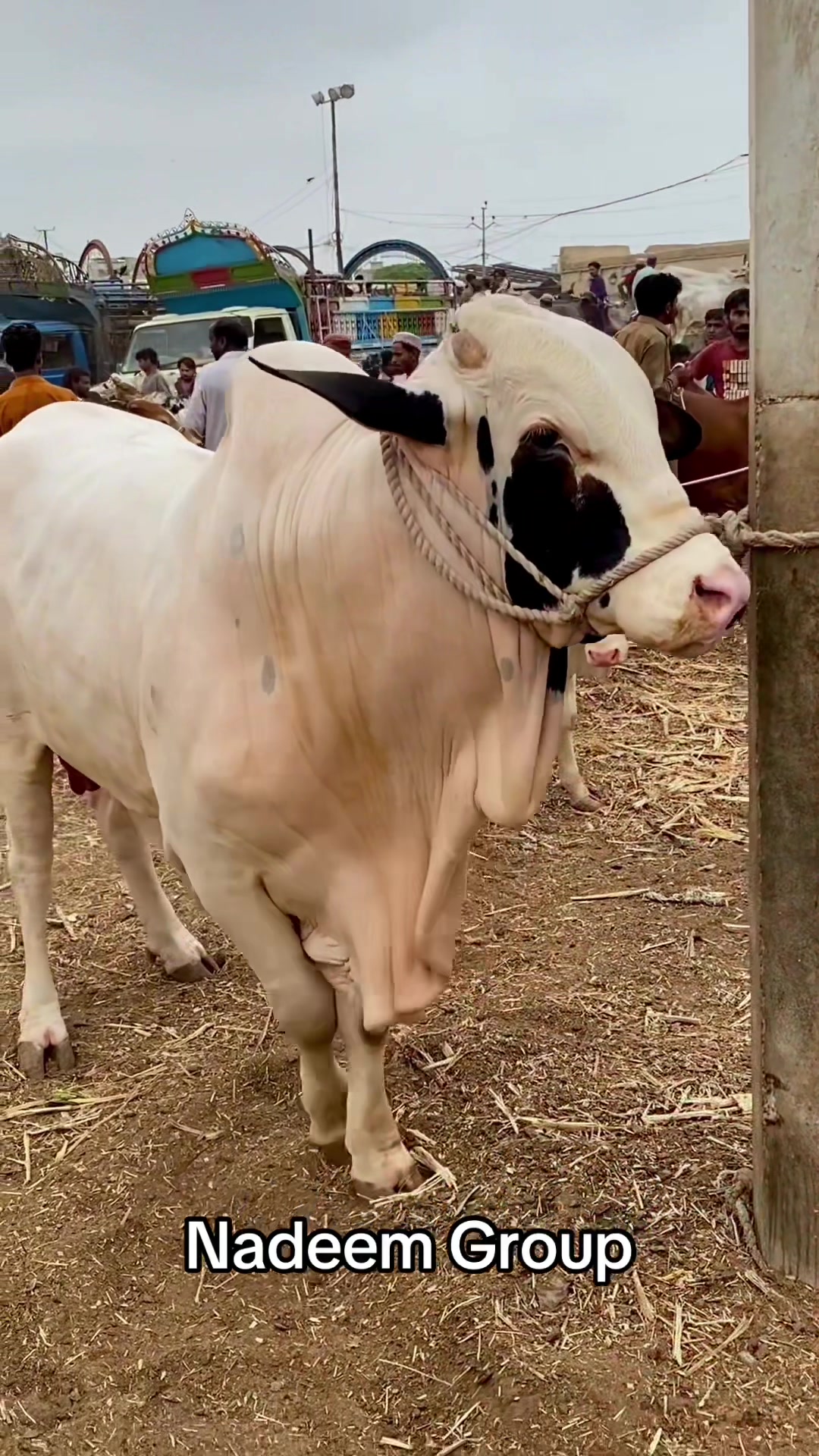 @Karachi Bull lovers