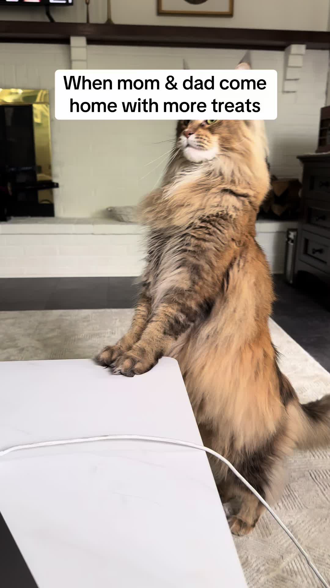 @Theo & Ember 🐈🐈&zwj;⬛