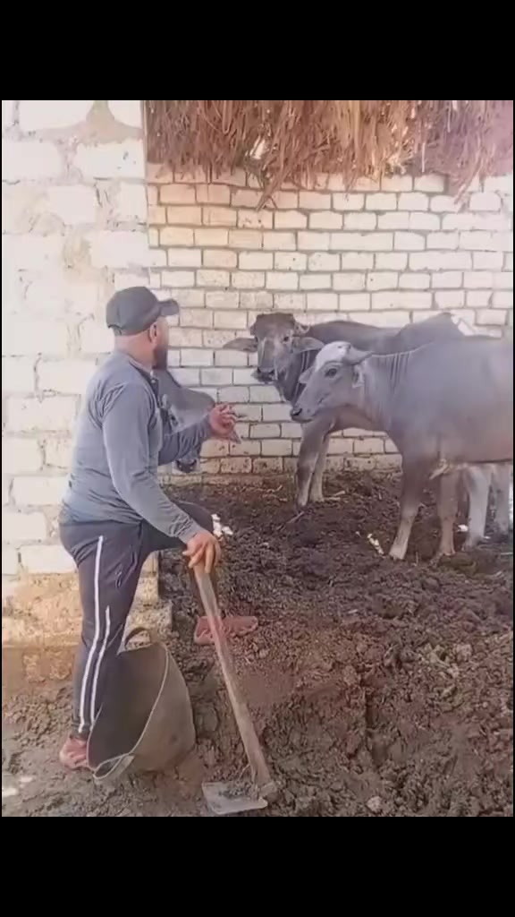 @K&ouml;m&uuml;r G&ouml;zl&uuml;m