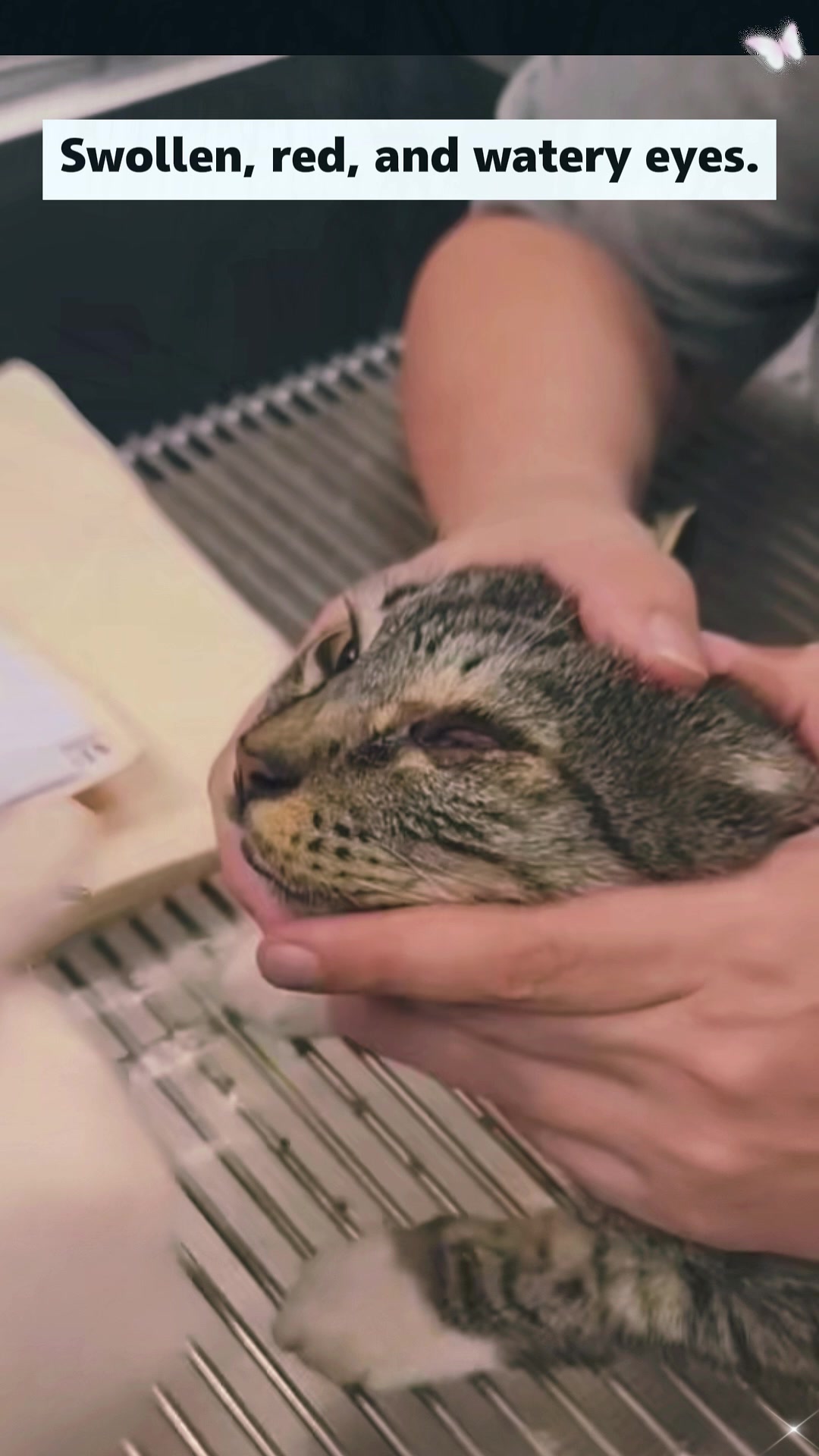 @Animal rescue tips