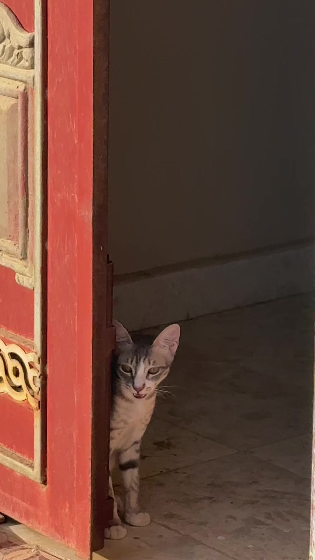 @Lots of cats