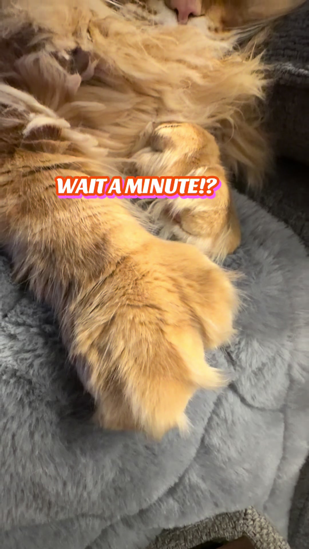 @Theodore Scritches McWiggles