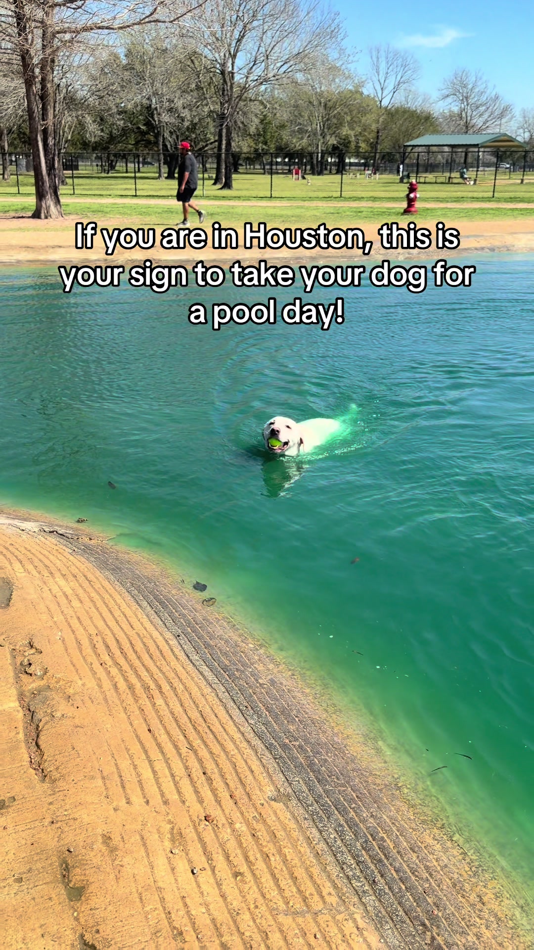 @Buddy_the_lab