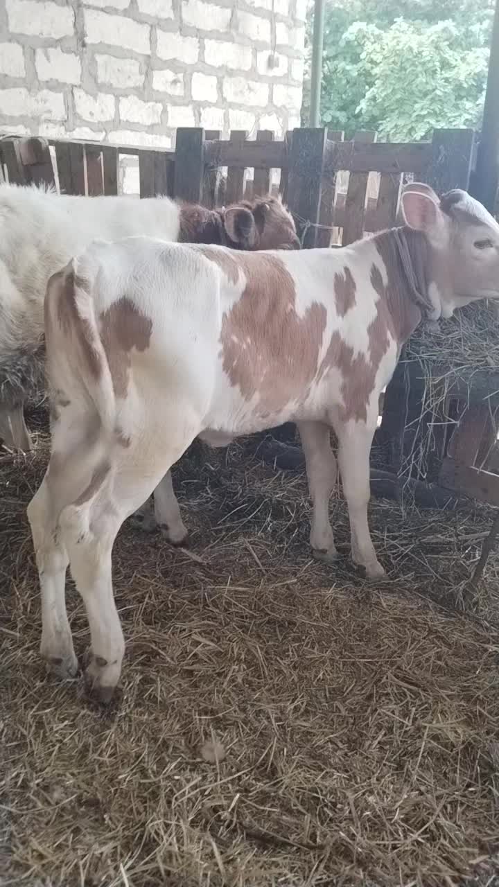@Сарван 02