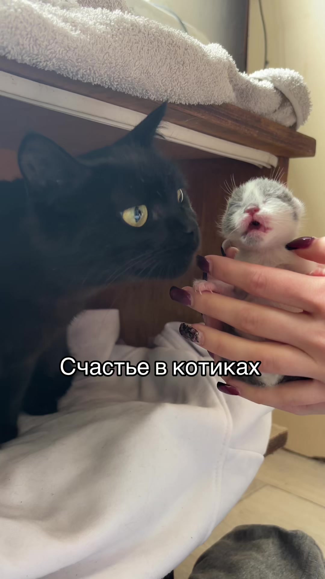 @Pashtet.com