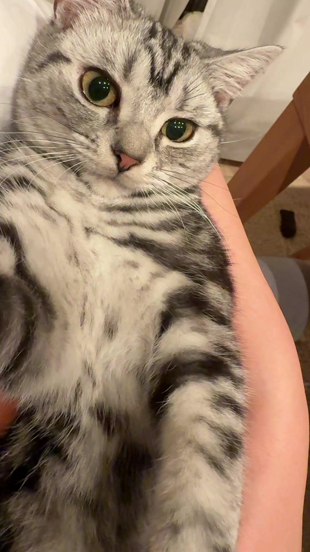 @パンダコンダ