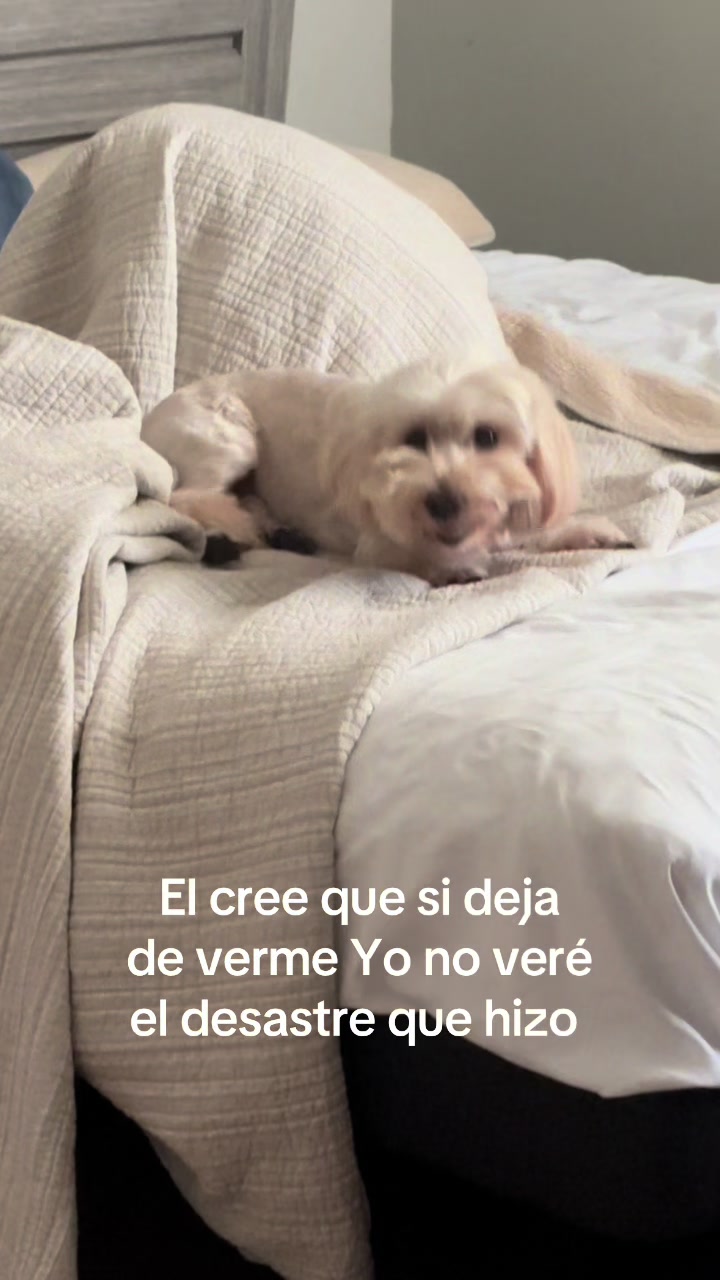@Beyli