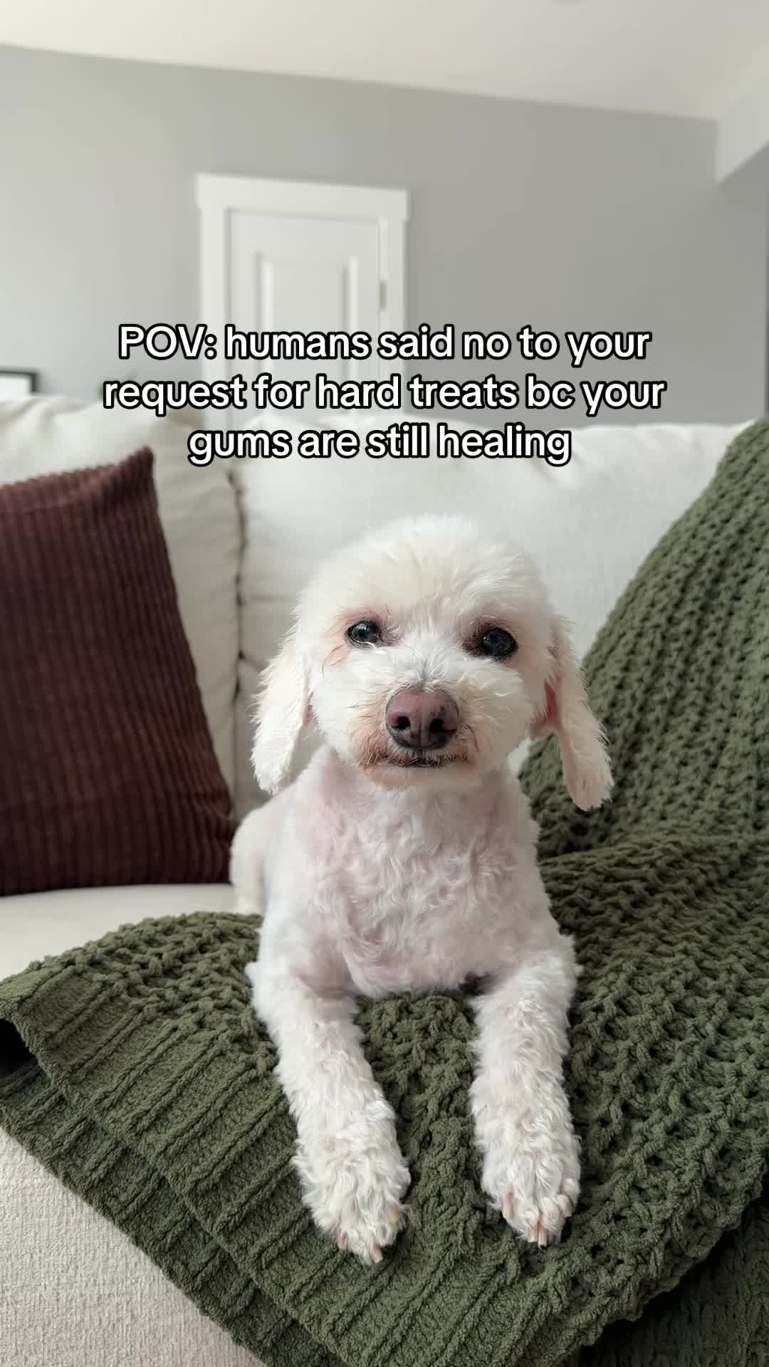 @Spicy The Dog