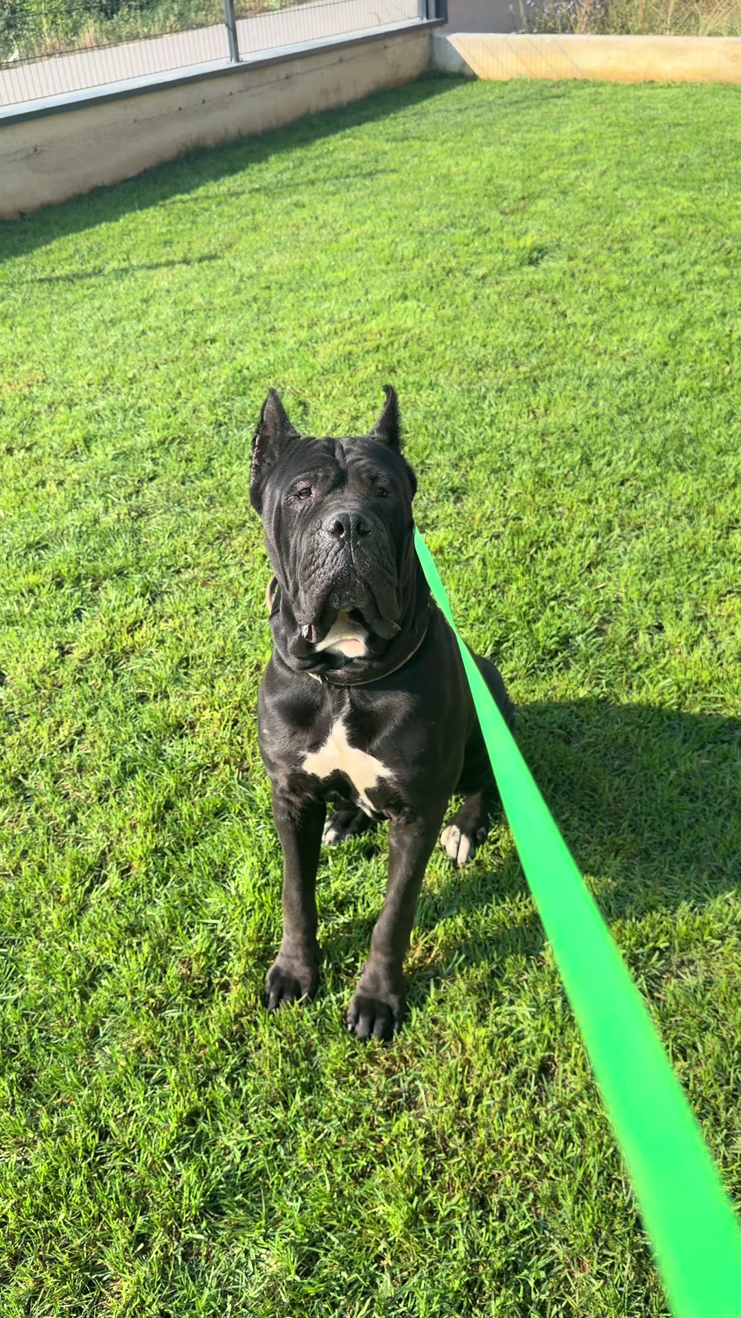 @AlbaniaCaneCorso Kennel