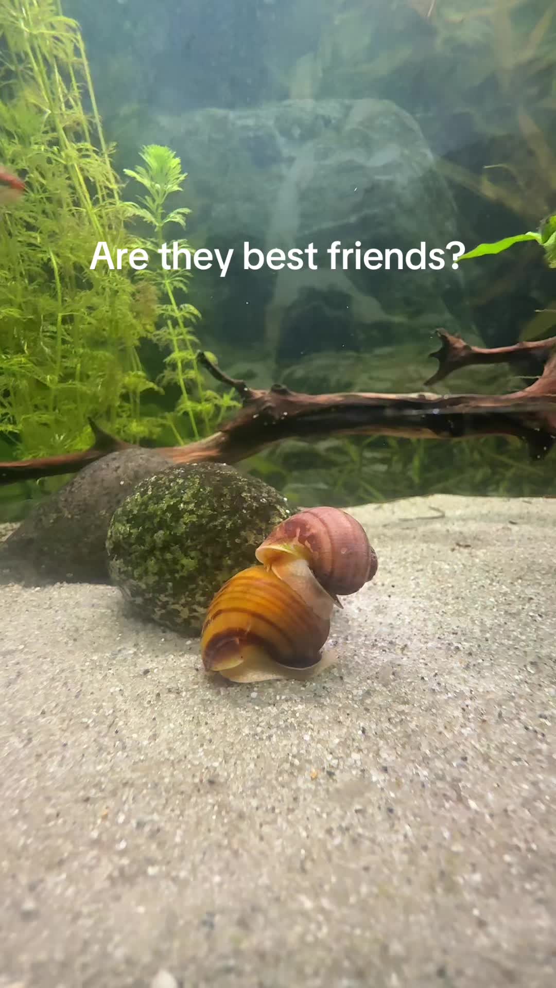 @baileybreenn