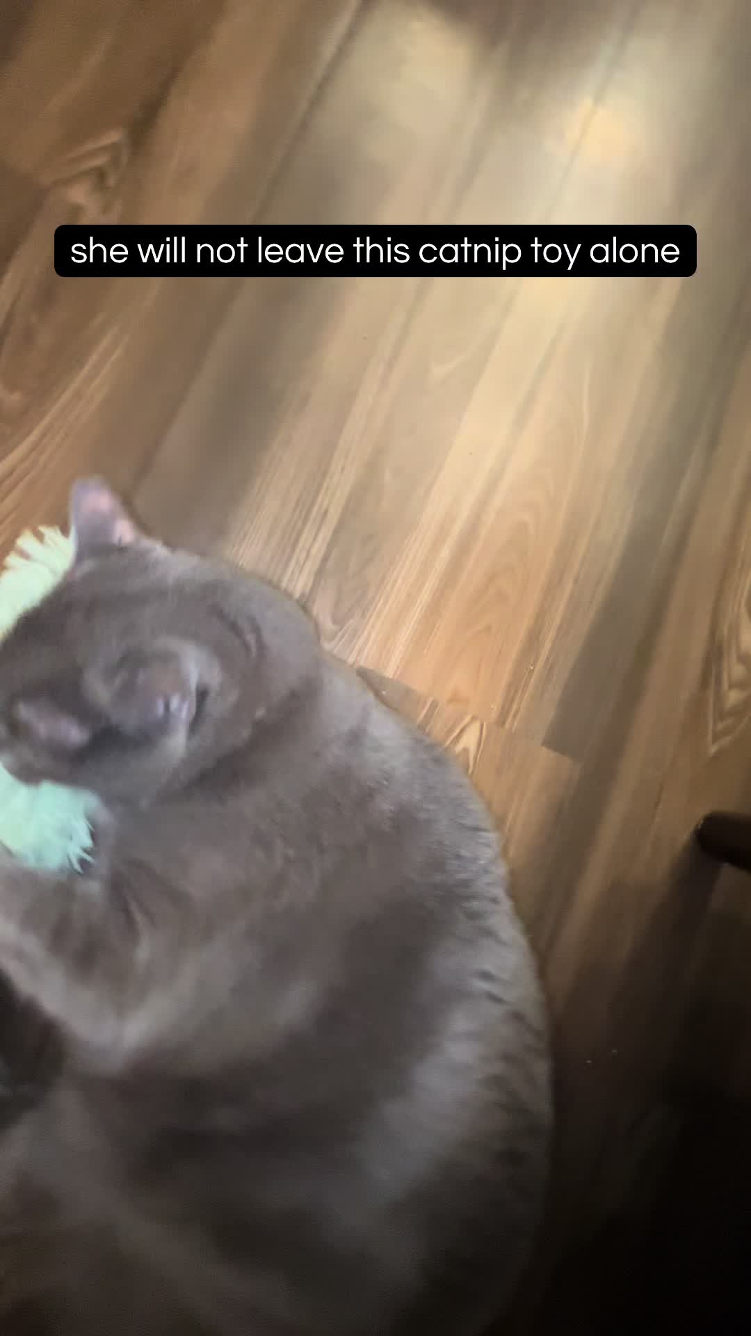 @seli.lol
