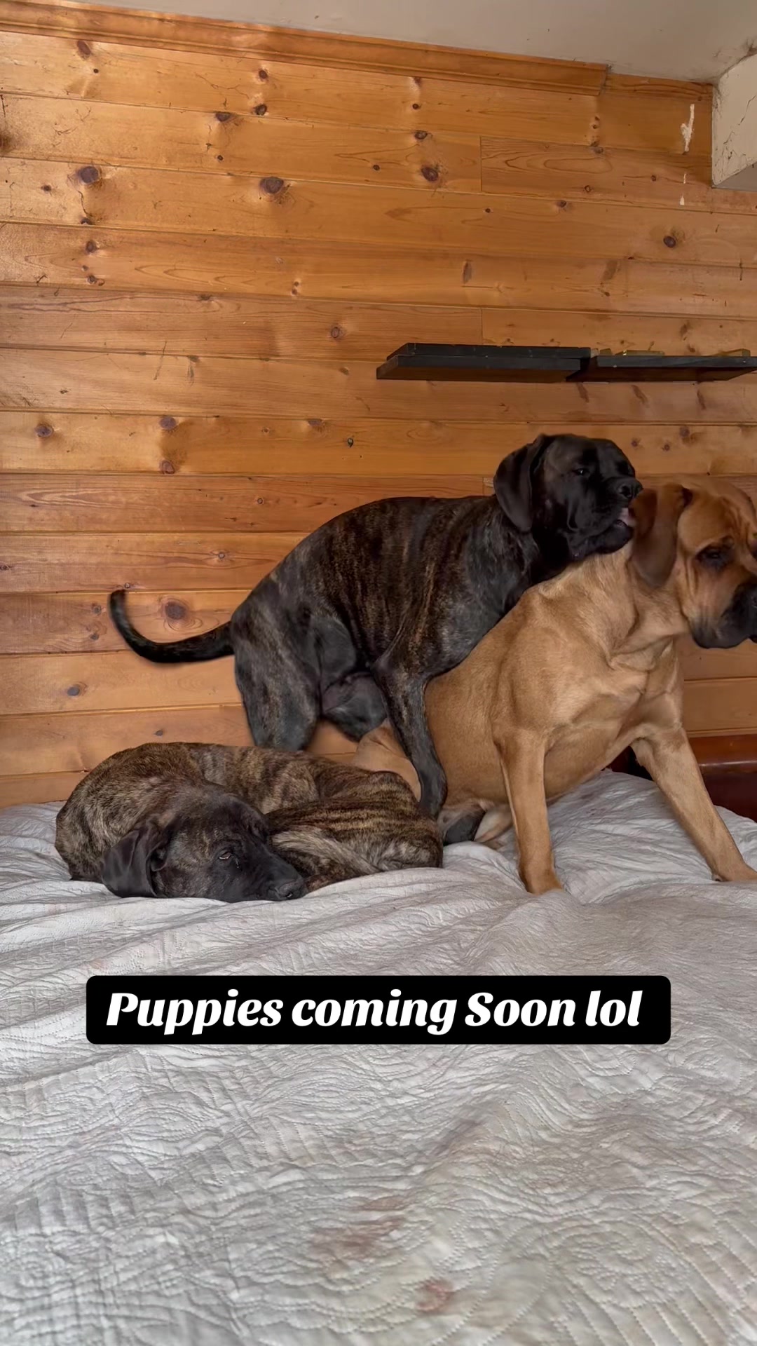 @Blue Ridge Mountain Mastiff’s