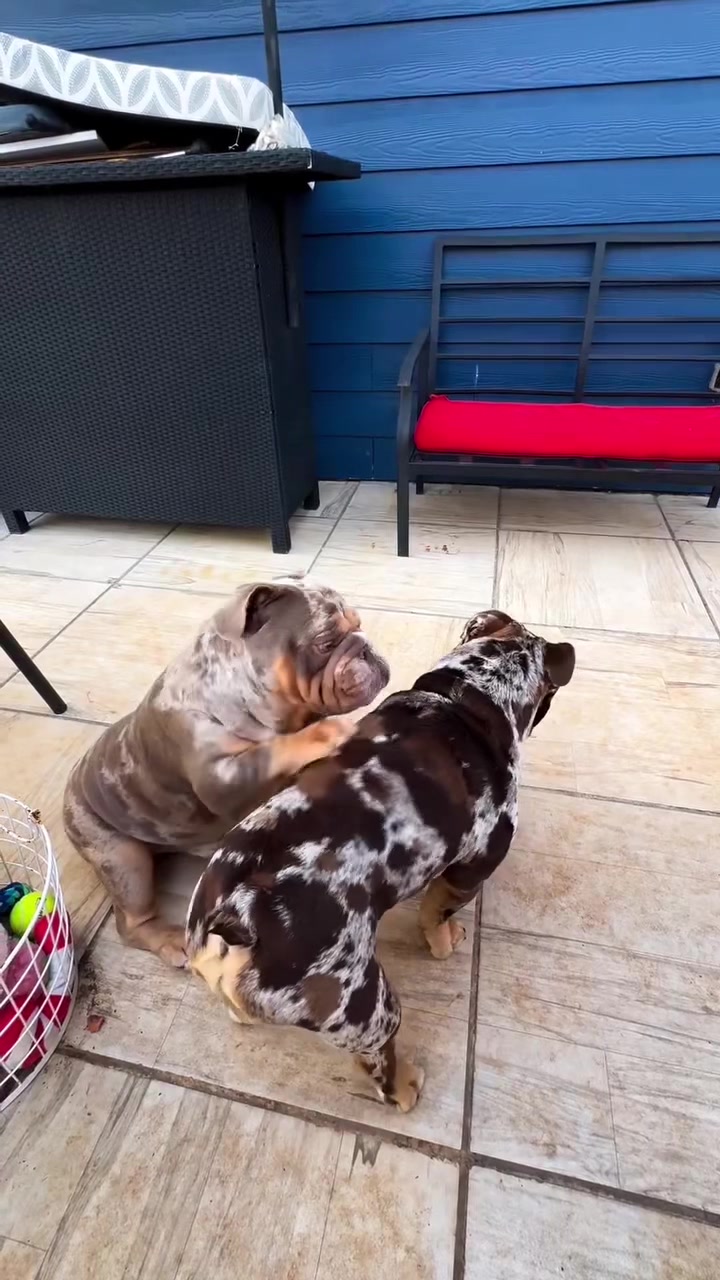 @barkleythabulldog