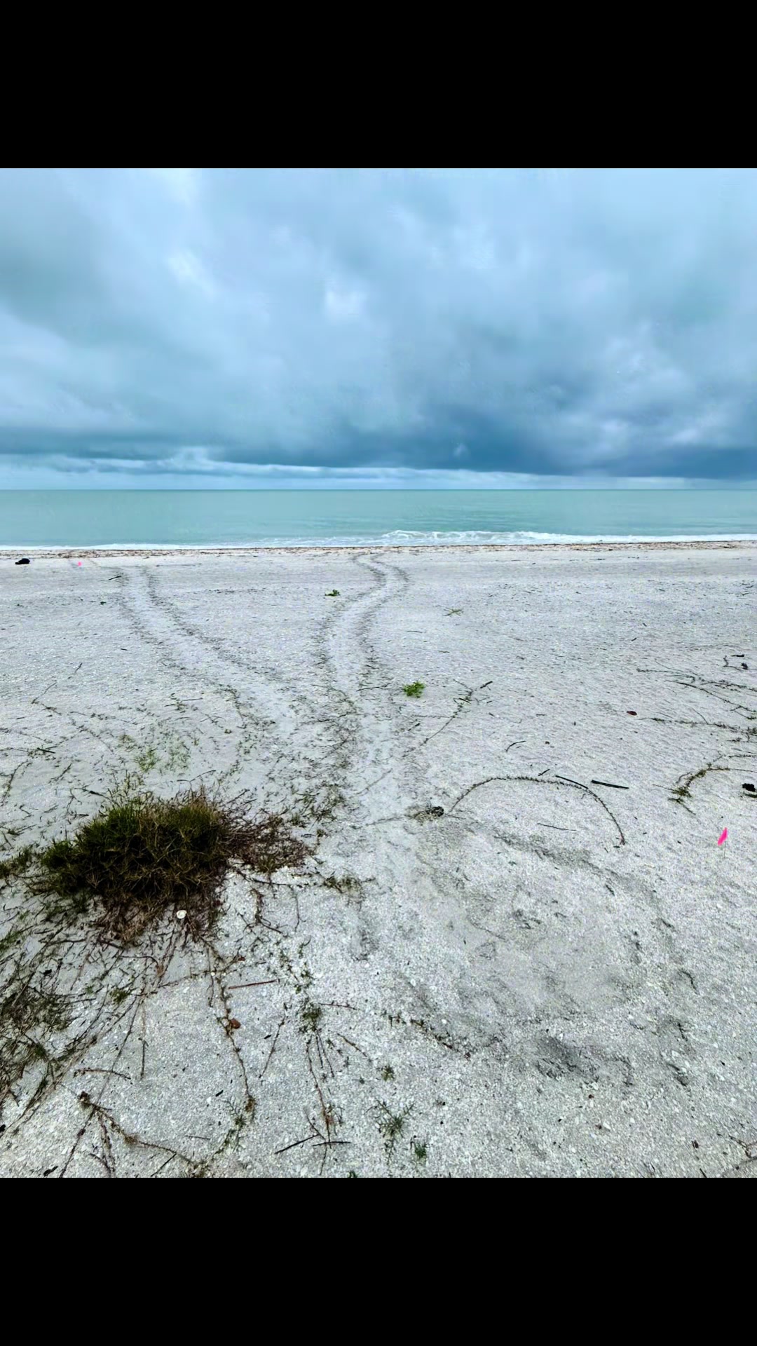 @Southwest Florida Shelling