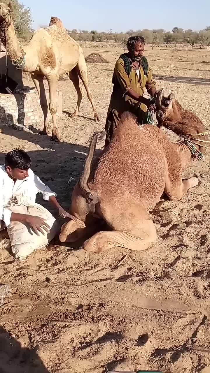 @Sakina 🐪