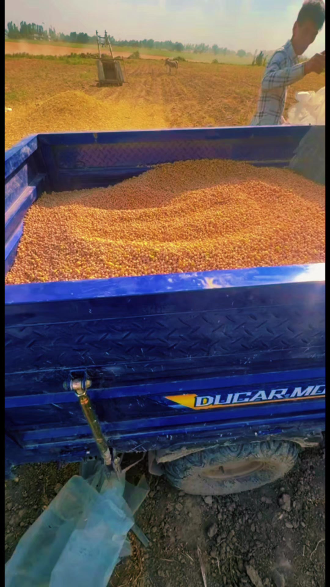 @sulton_agro