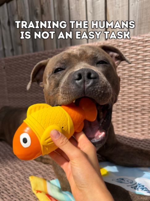 @Happy Staffy Co