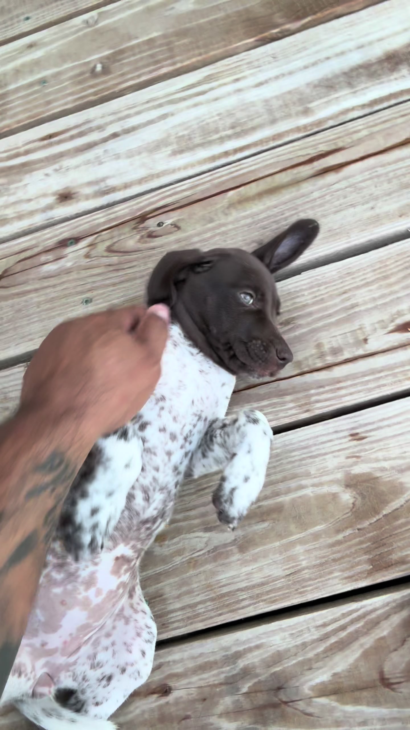@heritagegspkennels
