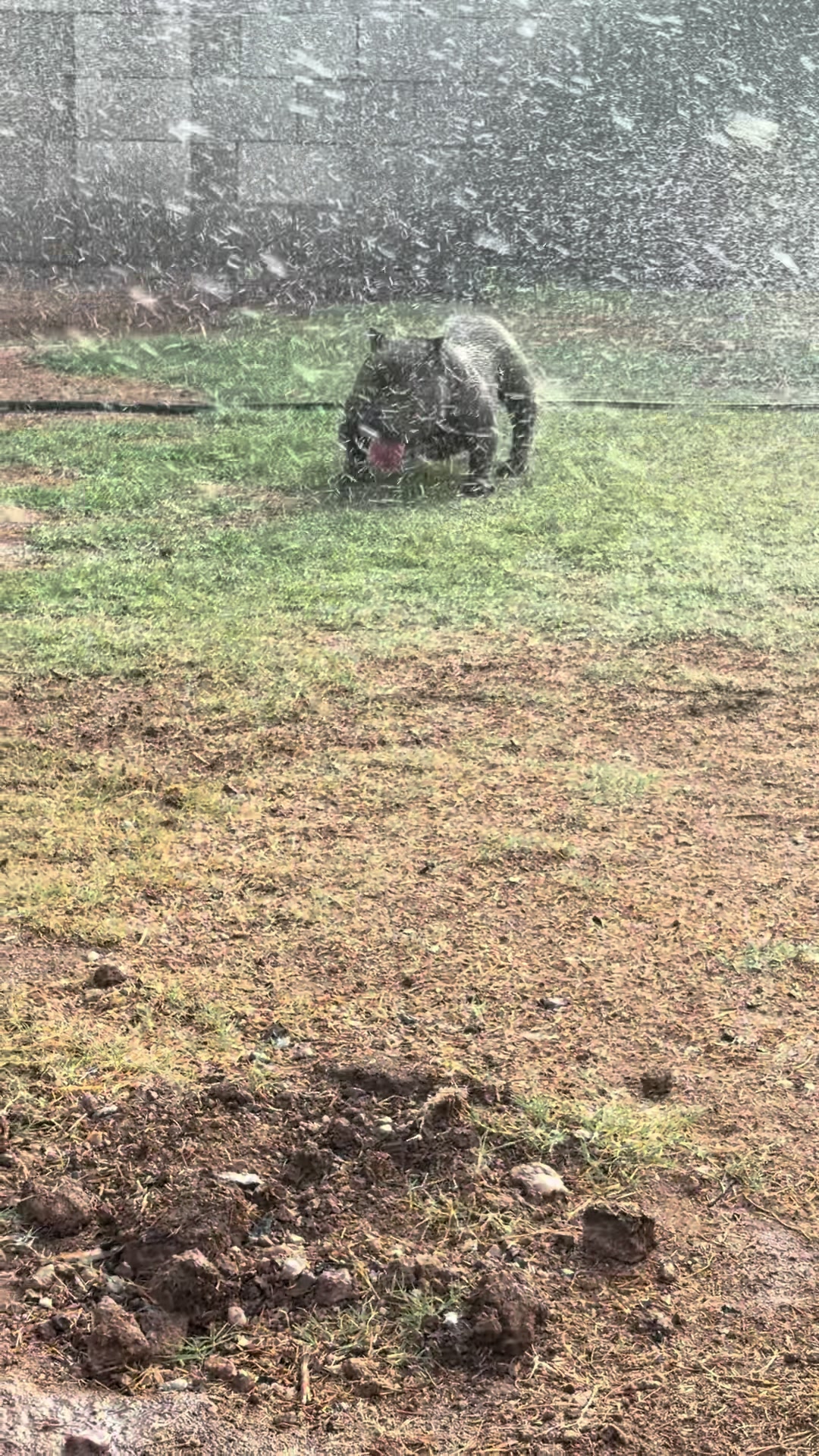 @Boxcitybullys