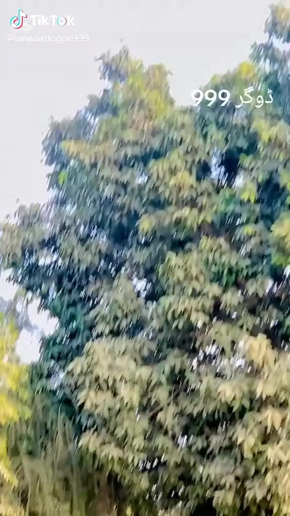 @سردار انور عاشق ڈوگر (واپڈا)