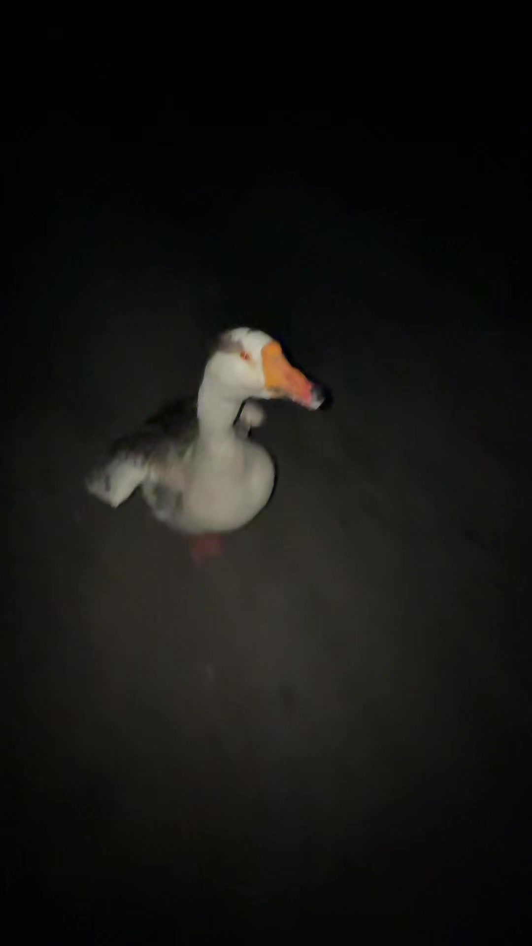 @goose_semyon