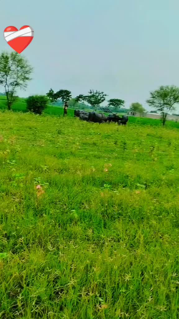 @Mahr Fakhar,Thiraj