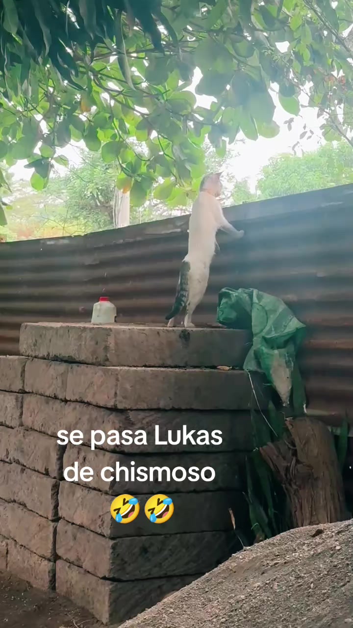 @lis ibarra del @eltravieso505