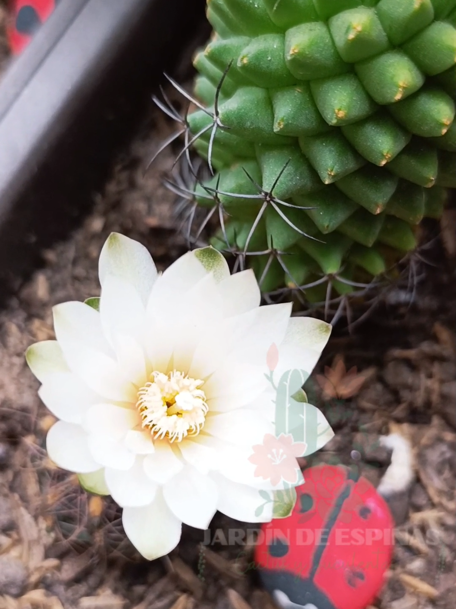 @CACTUS JARDIN DE ESPINAS
