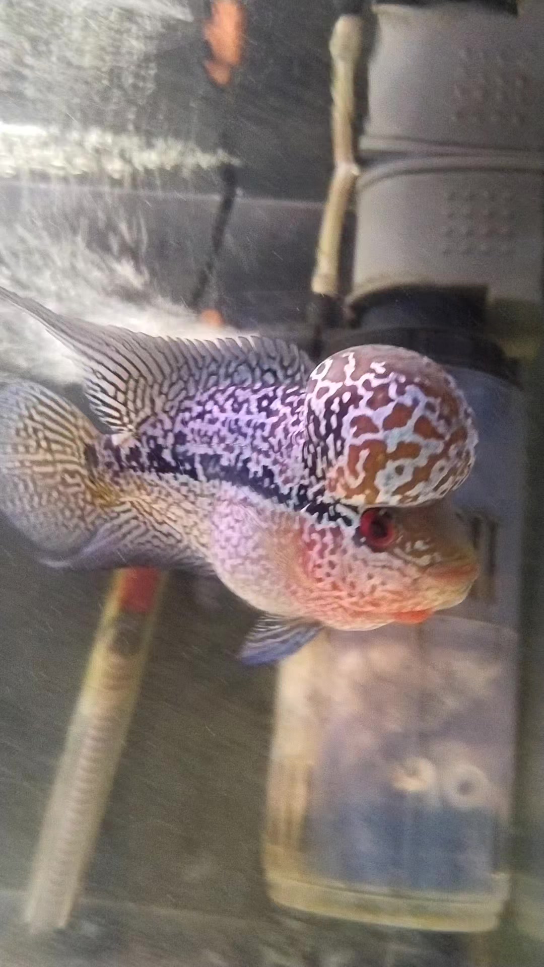 @Rodrigo EXOTIC AQUARIO