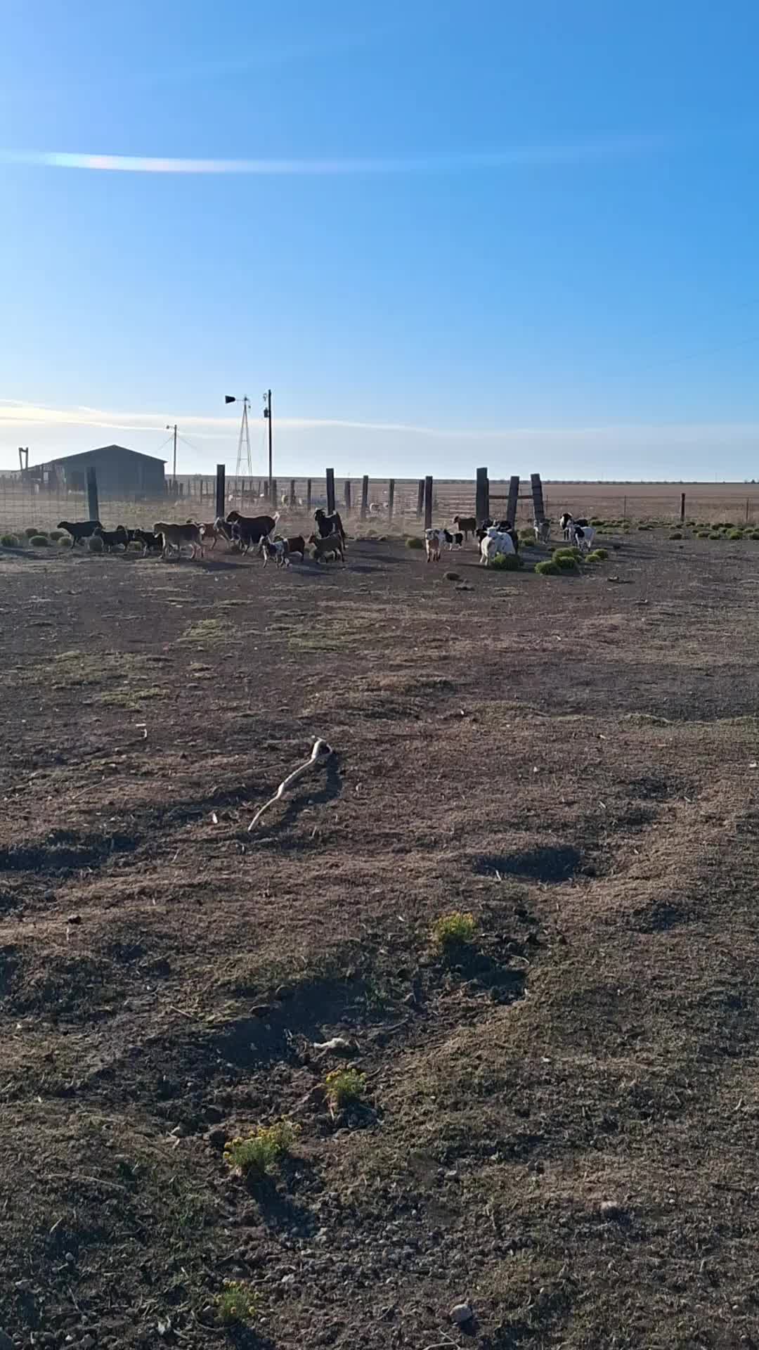 @TinyHoovesRescueAndPettingZoo