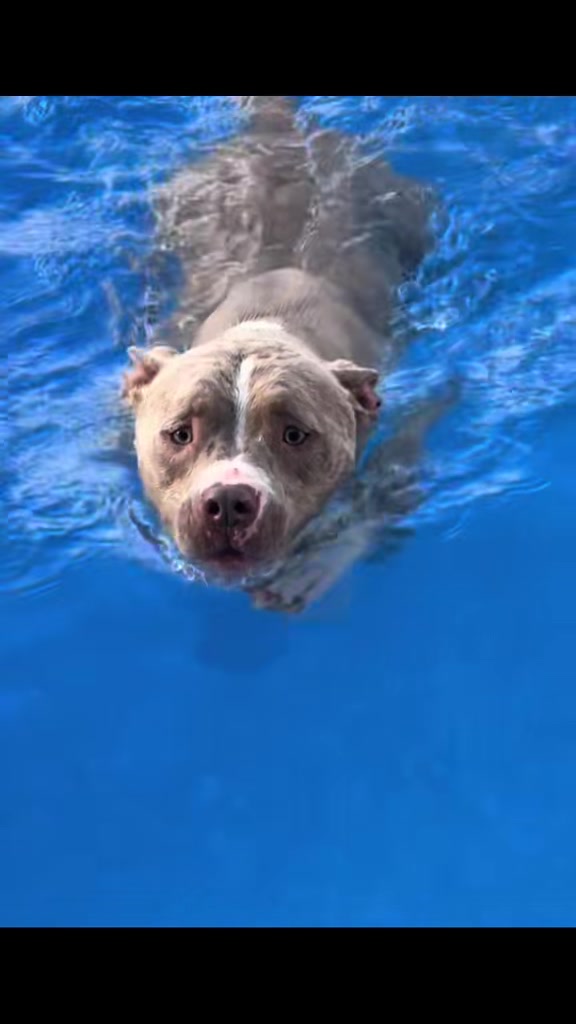 @Pittie Mom