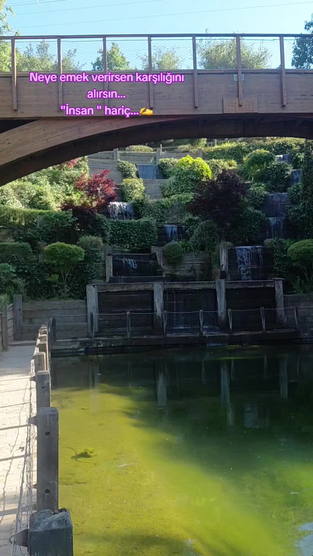 @LAZKizi❤️61💙53💚💙⚜️⚜️