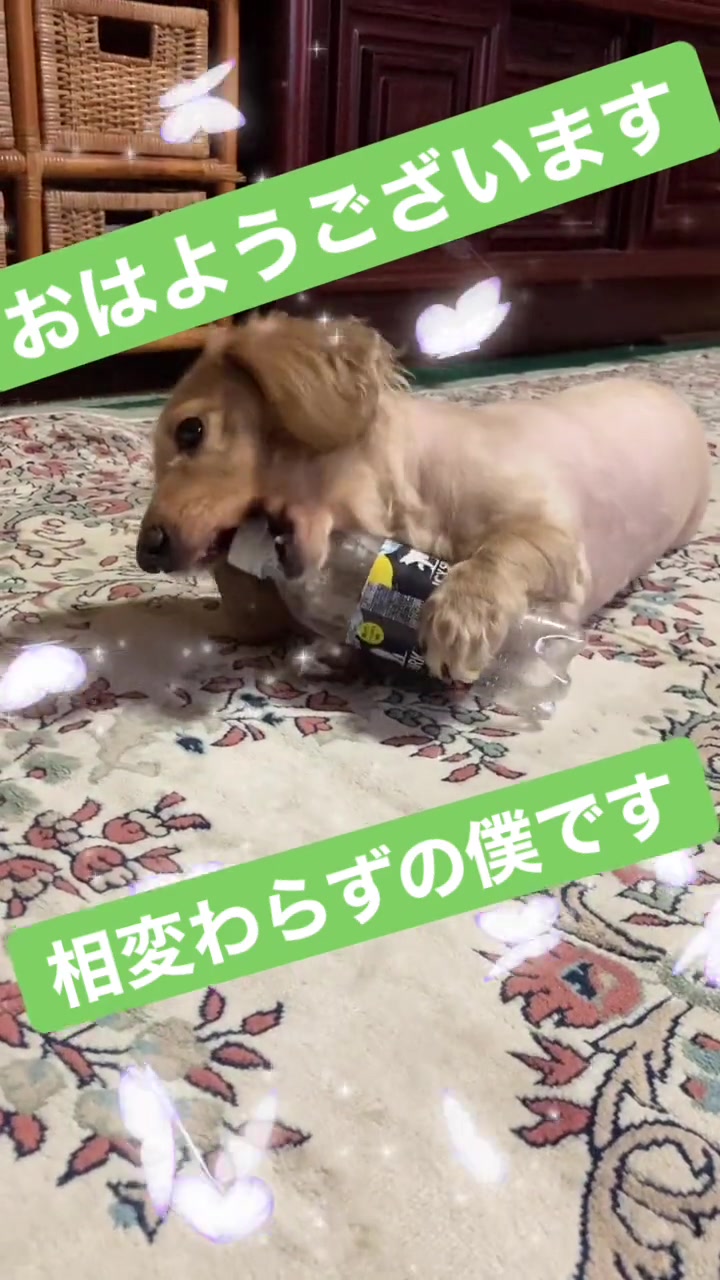 @🦒きりん🦒