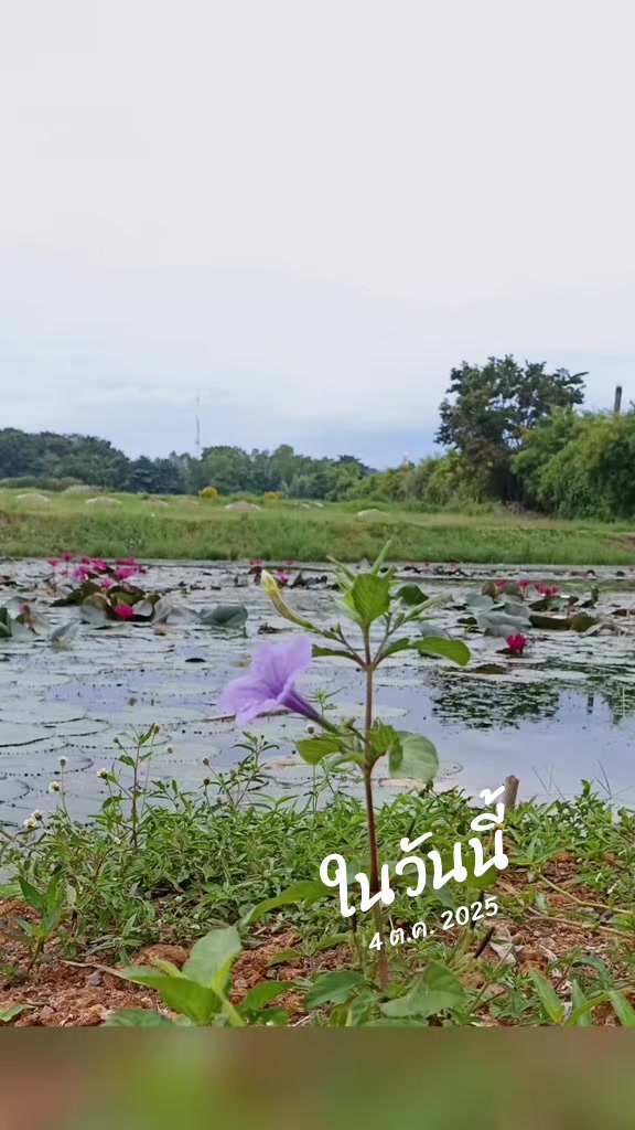 @Pok Autsaha