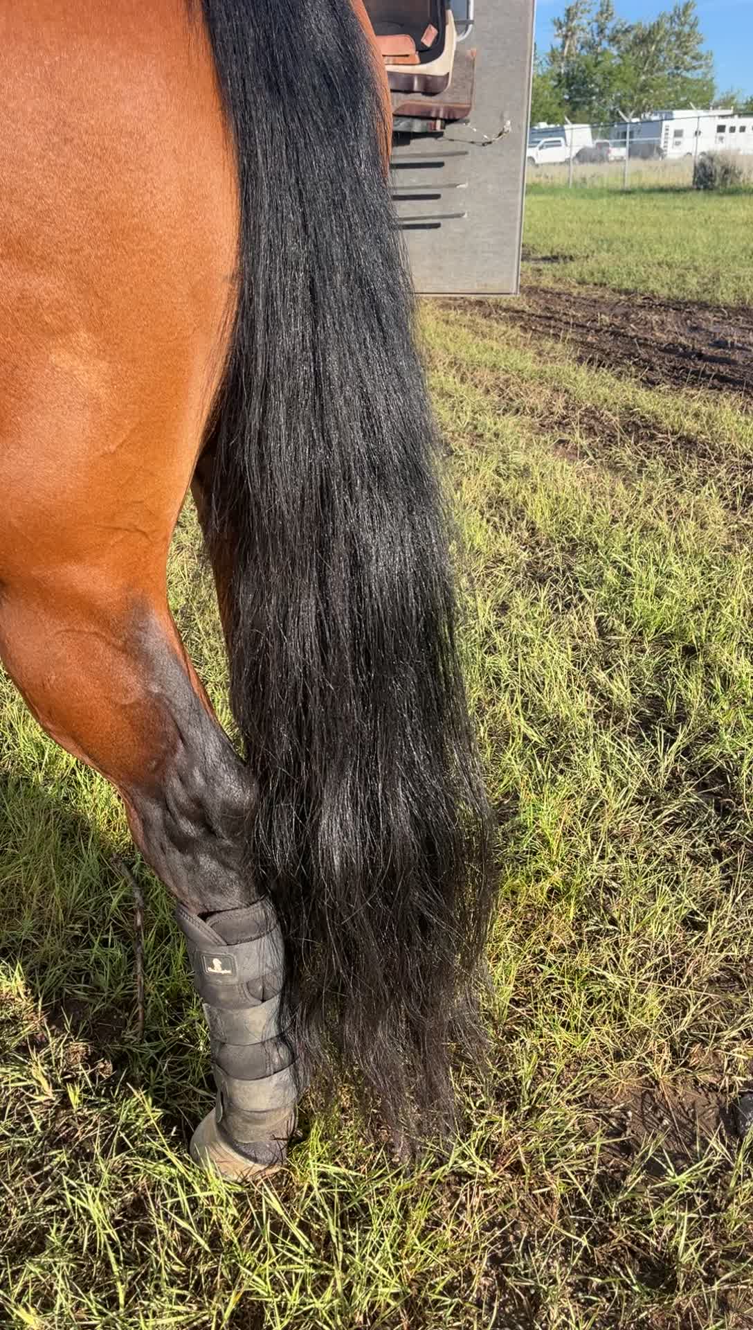 @Qualified Saddle Cleaning