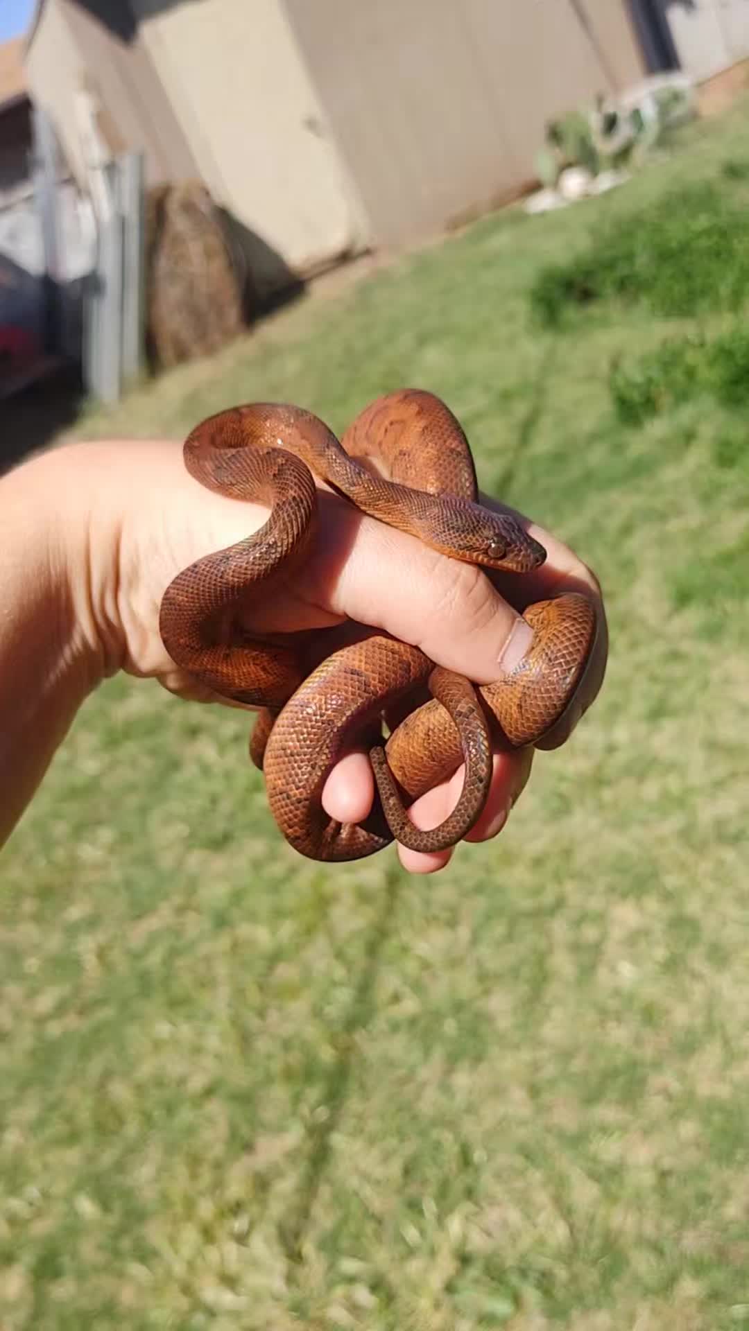 @SnekDice
