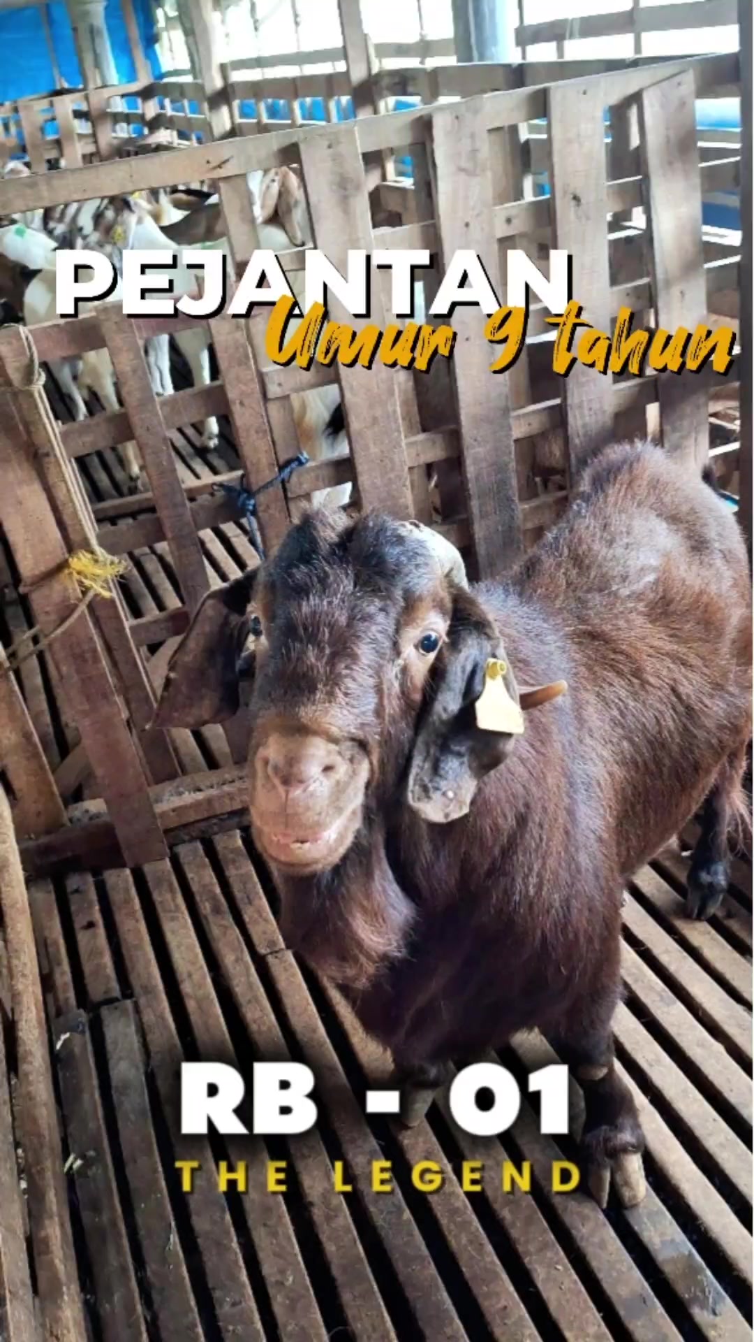 @Kambing Burja Official