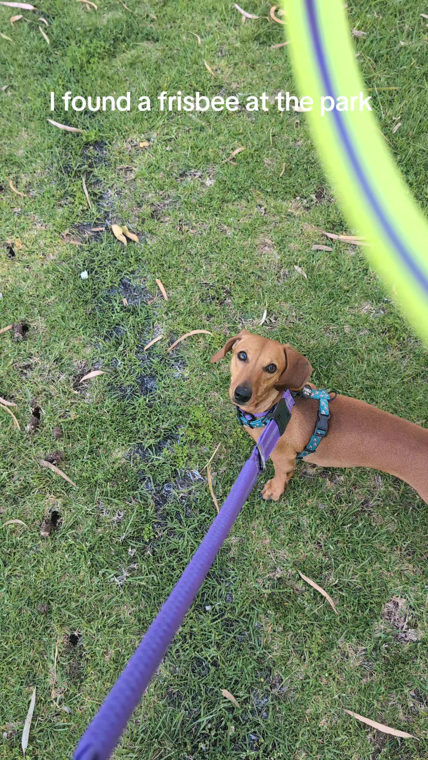 @The Dachshund Diaries 🐾