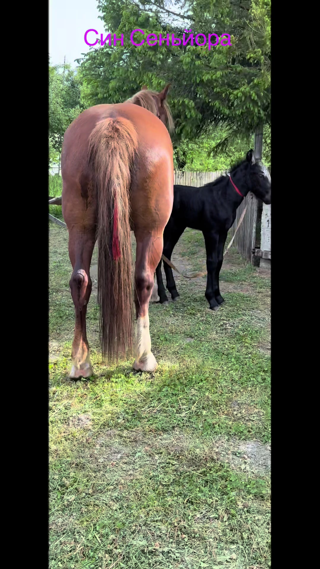 @_horses_farm_syrosh_