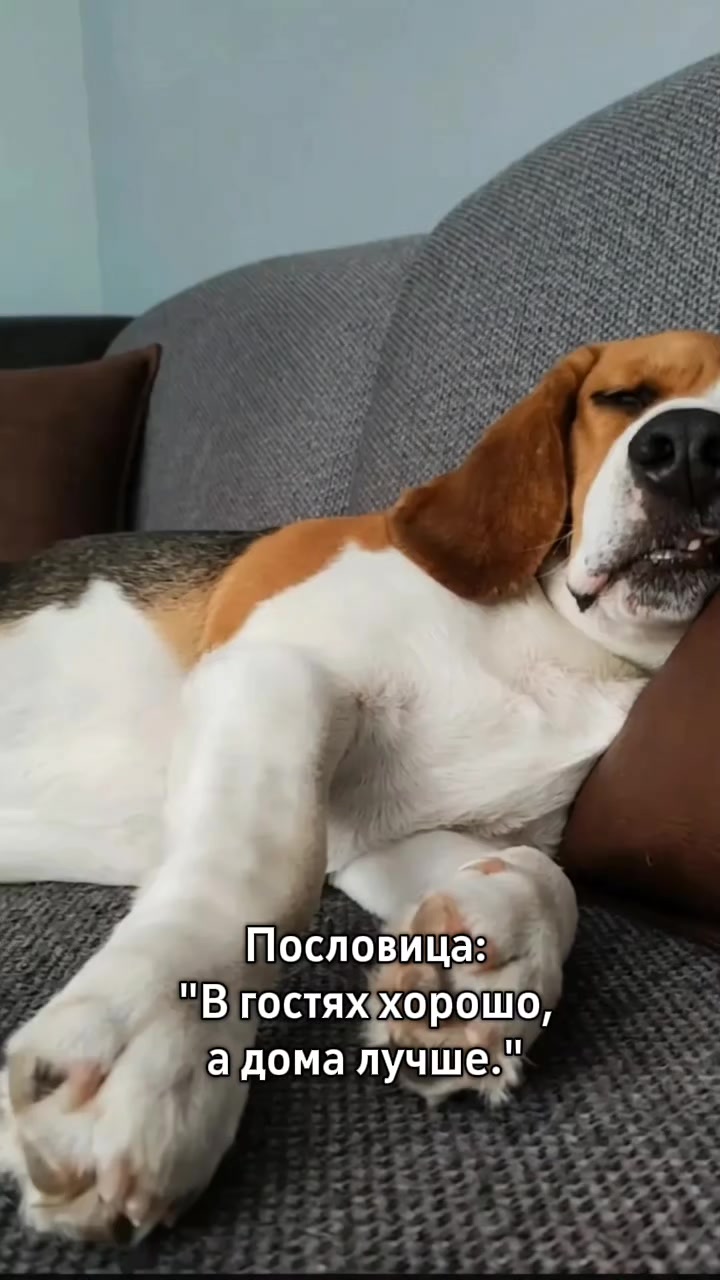 @Бигль Сэм и его семья.