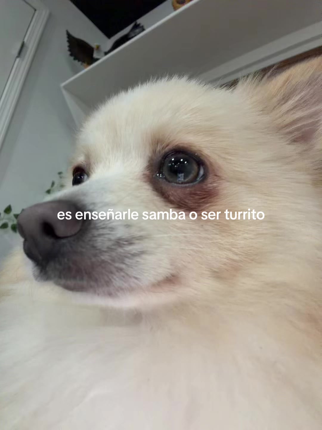 @b3ll