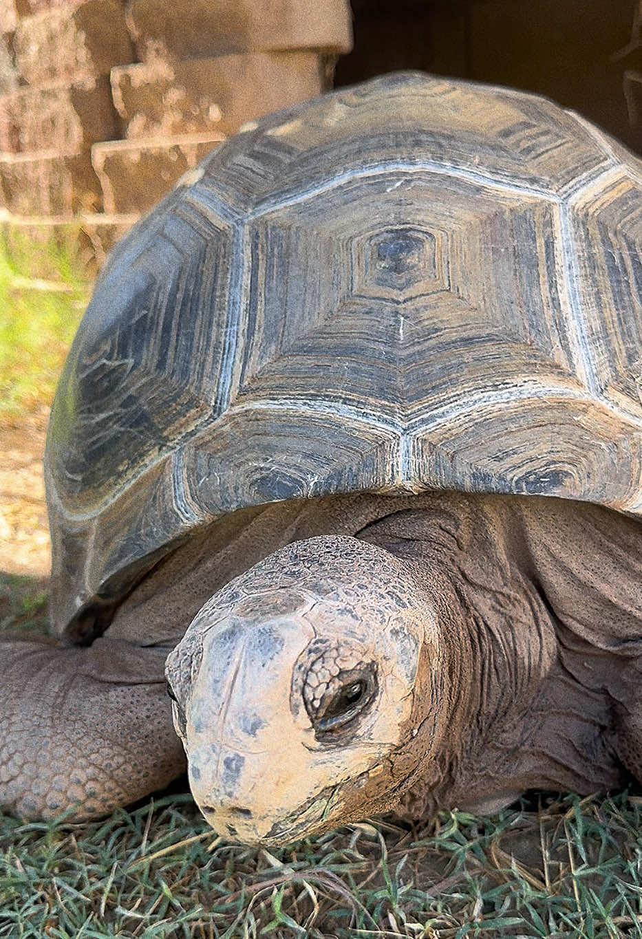 @Western State Tortoise
