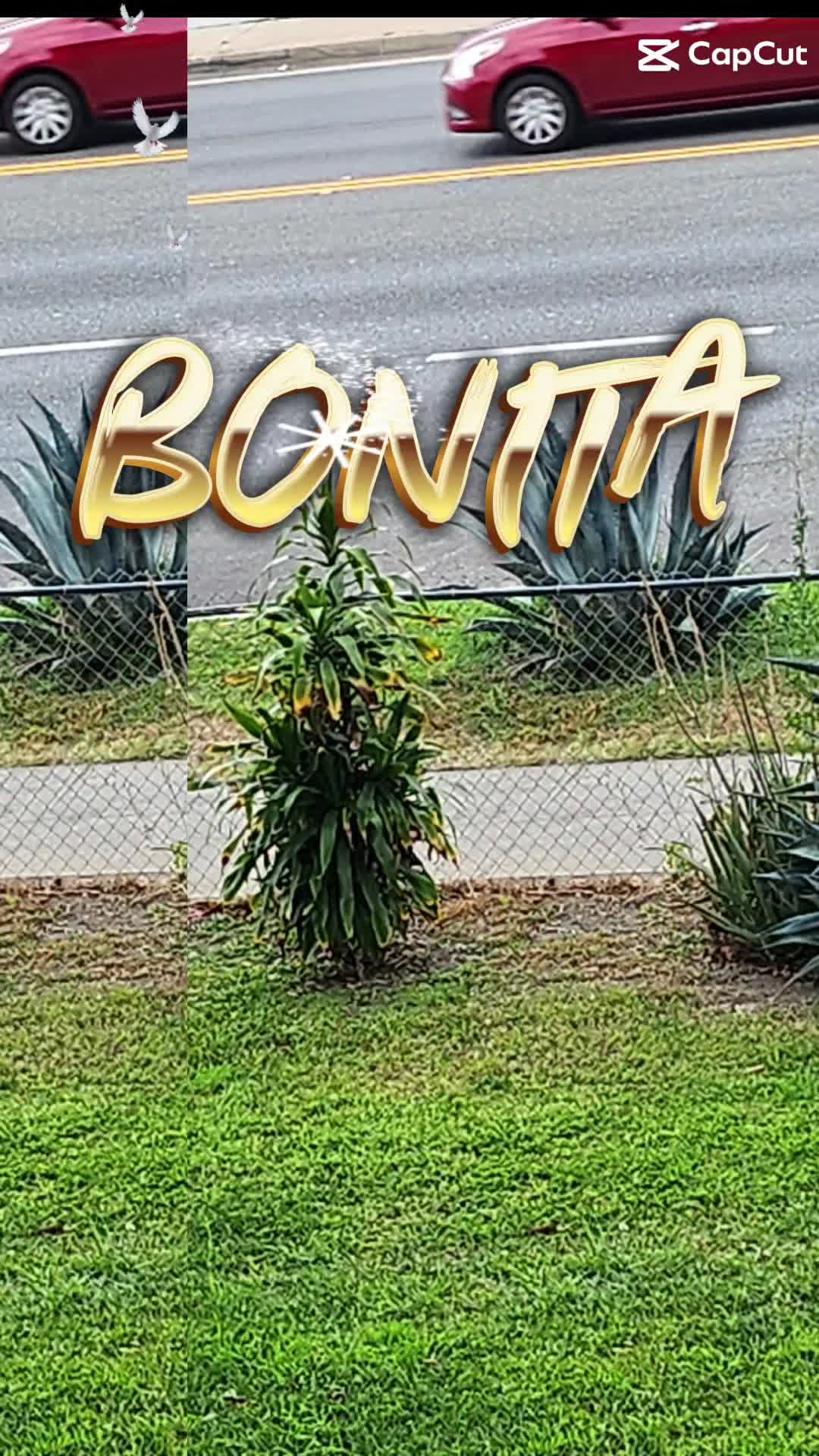 @🍀🏞Rosaura Aparicio 🦁🦁