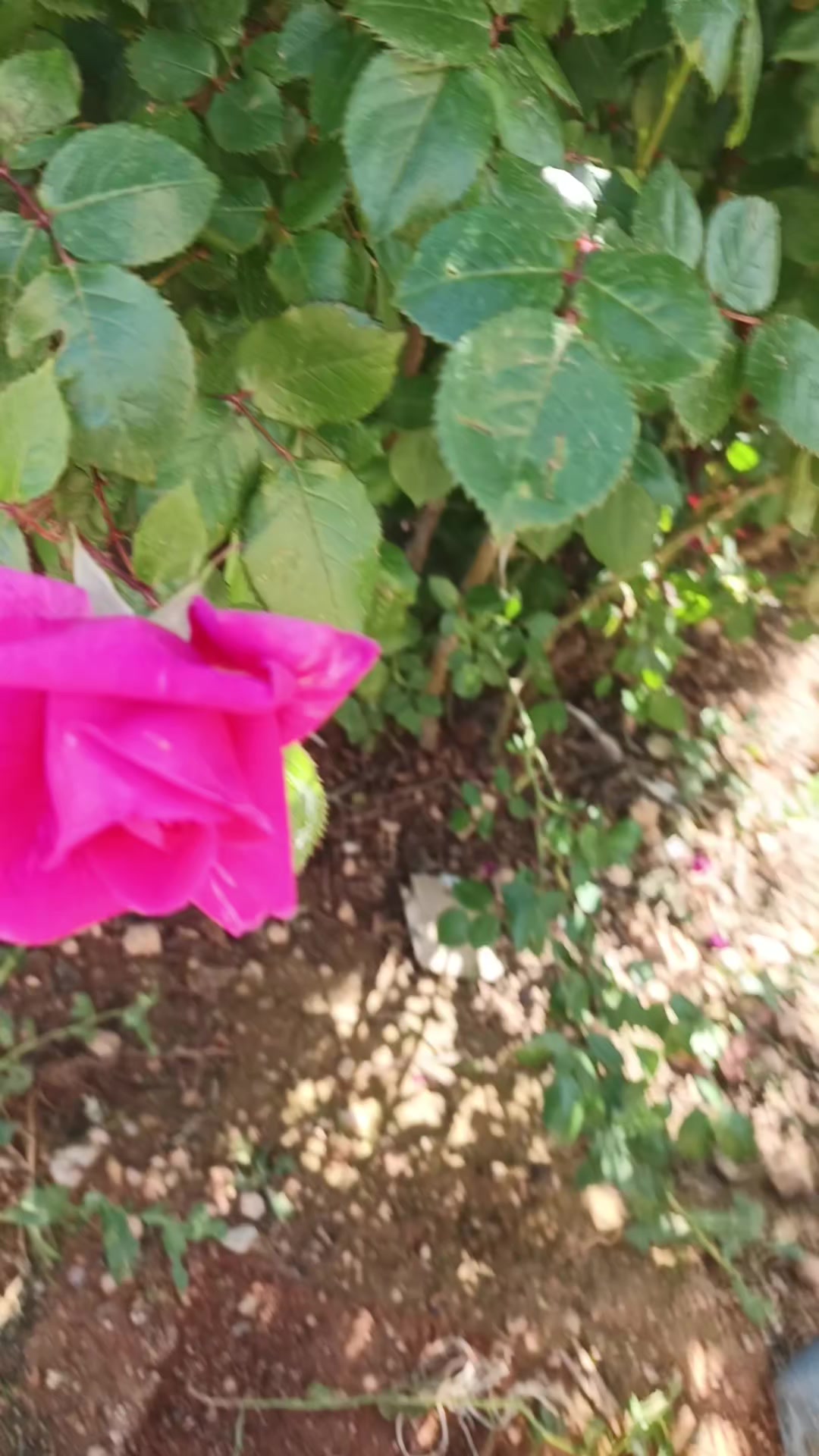 @صبحي الشيخ بحبح