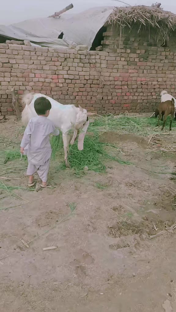 @Gulsher Ali