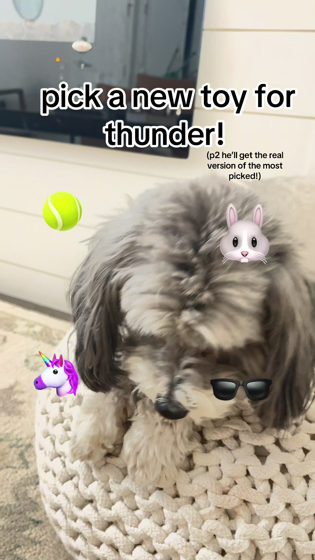@Silly.dog.cooper