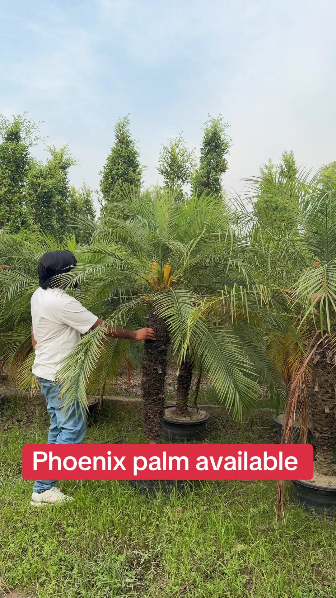 @AGP nursery farm pattoki