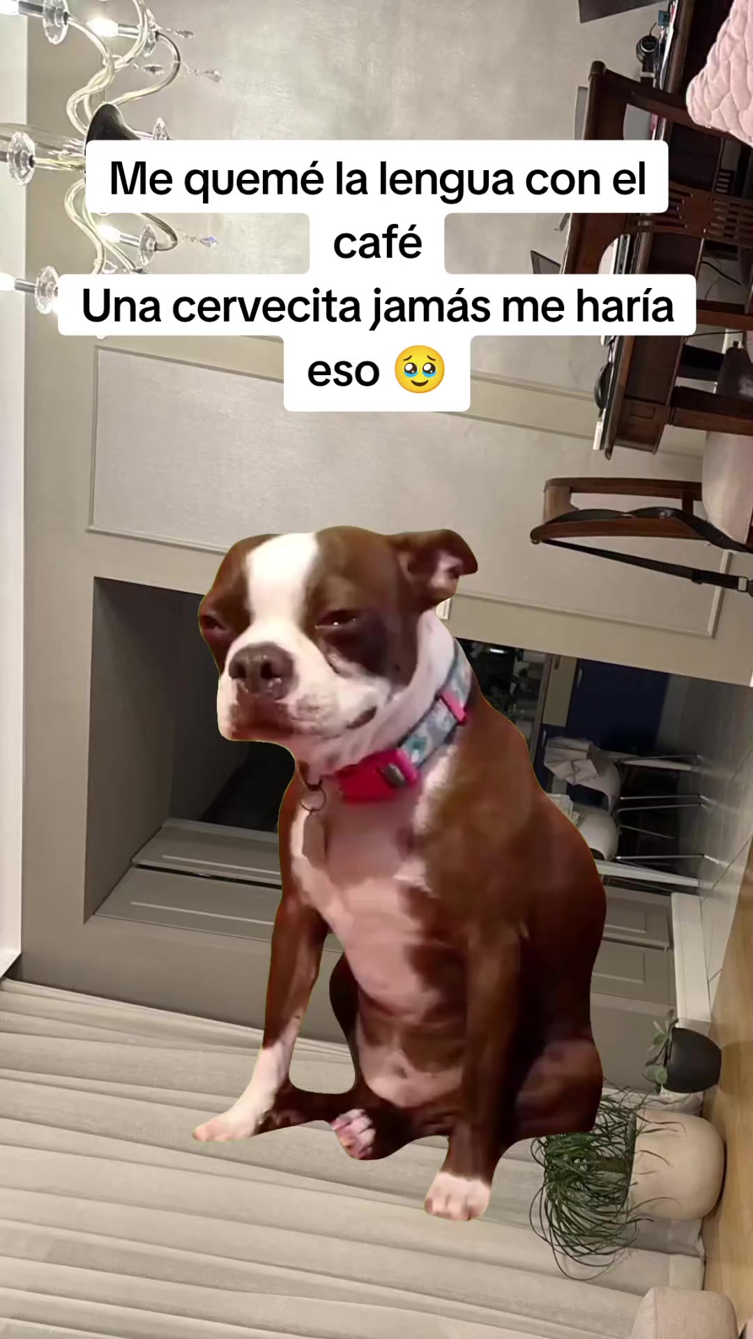 @Luis Carvajal240